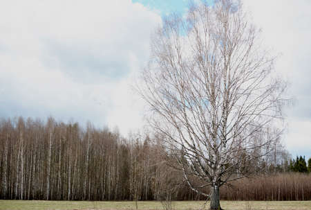 In the field against the blue spring sky stands a large white birch without leavesの写真素材