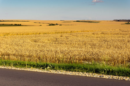 A field of ripe grain stretches to the horizon. On the horizon, you can see a blue sky with white clouds.の写真素材