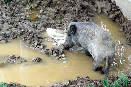 A female wild boar stands in dirty waterの写真素材