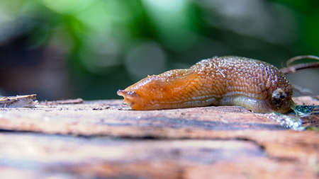 The gastropod slug moves along a horizontal surface.の写真素材
