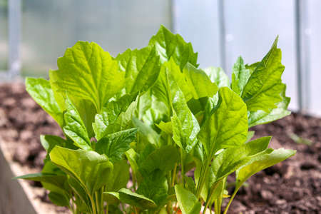 Seedlings of aster flowers are in the greenhouseの写真素材