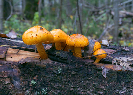 Several mushrooms grow on the trunk of a fallen tree. Autumn mushrooms. Harvesting supplies for the...