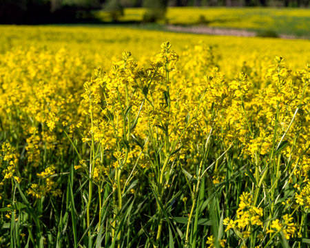 A large field is overgrown with surepka. Ripe rapeseed. A mature plant is photographed in close-up.の写真素材