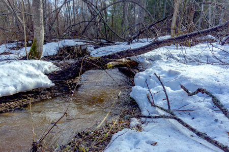 Spring in the forest. A sunny day. The stream paved the way among the melting snow. A fallen tree hung over the stream.の写真素材