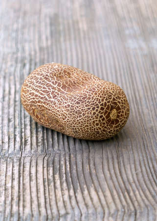 An old cucumber dried fruit is photographed in close-up. The cucumber lies on a wooden surface....