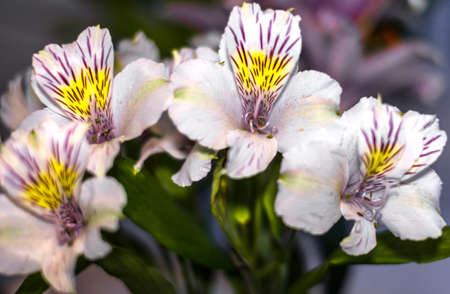 Four bright white flowers photographed in close-up. The flowers have yellow cores.の写真素材