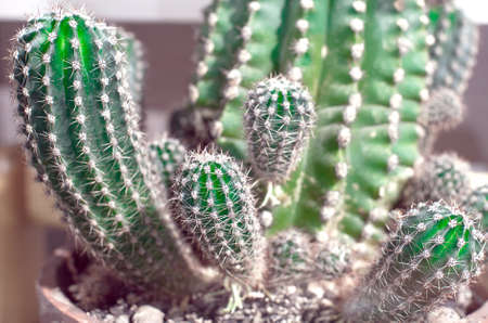 Young shoots of the plant have grown around a large cactus stalk.
