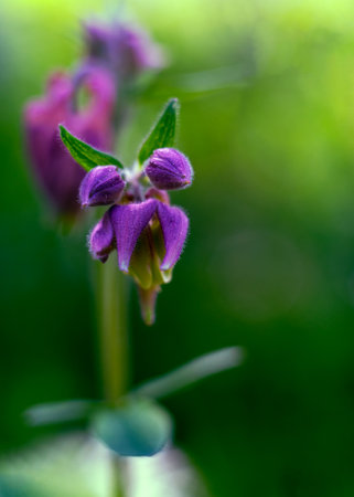 The buds of a purple flower are photographed in close-up. The flowers are located in the center of the picture. In the background, in a blur, the stem and leaves of the flower are visible.の写真素材