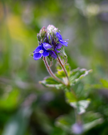 A bright blue flower is photographed on a light green background. The upper part of the flower is sharp, the rest is blurred. Vertical photo. Background for the designer.の写真素材