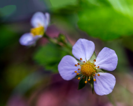 Macro photography of a wild strawberry flower. The core of the flower is photographed in close-up, the rest is blurred. There is a second flower in the blur in the upper quarter of the image. Horizontal photo.の写真素材