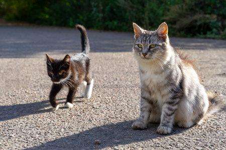 A gray cat is sitting on the asphalt, looking away. A black kitten is approaching her from behind....