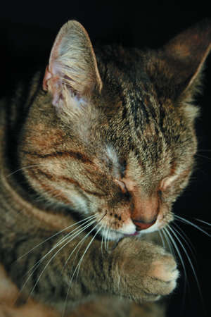 Katze