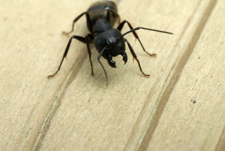 Close-up of a carpenter ant ready to attack with it's jaws