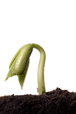 A green bean seedling emerging from the soilの写真素材
