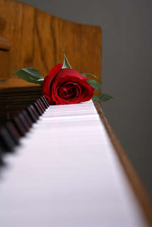 A red rose laying on the piano keysの写真素材