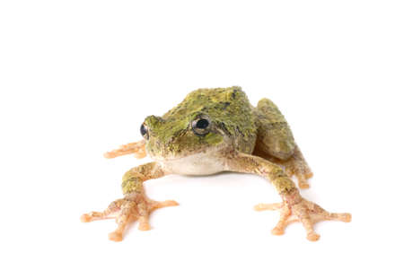 A green tree frog ready to jump. White background.