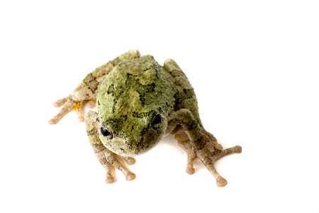 A green tree frog looking up at you.の写真素材