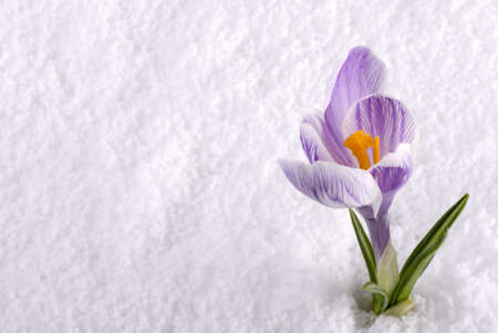 A crocus flower in the snow