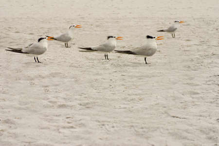 Five Elegant Tern birds standing in the sand apparently singing の写真素材