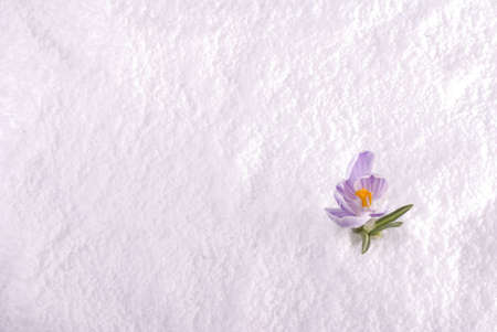 A crocus flower emerging from the snow