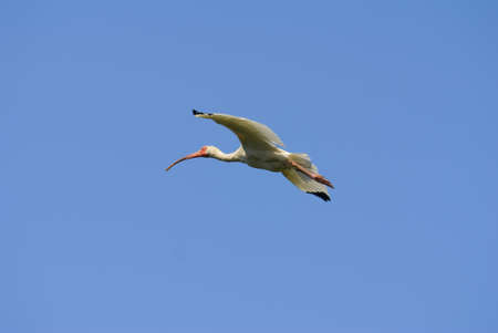 A white Ibis bird in flight against a blue skyの写真素材