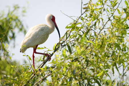 A white Ibis bird standing in a treeの写真素材