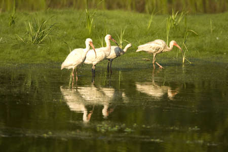 Four Ibis birds standing in a pond fishing