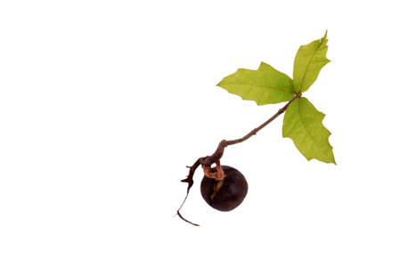 An oak seedling from above with acorn and roots in background