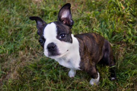 A Boston Terrier puppy sitting in the grass looking at the viewer.の写真素材