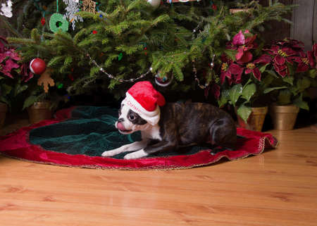 A boston terrier dog under a Christmas tree wearing a santa hat.の写真素材