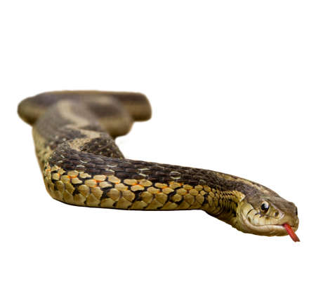 A garter snake flicking its tongue on a white background