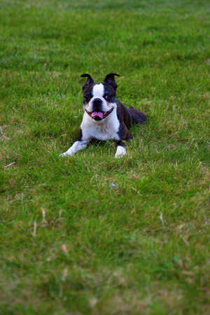 A happy Boston Terrier lying in the grassの写真素材