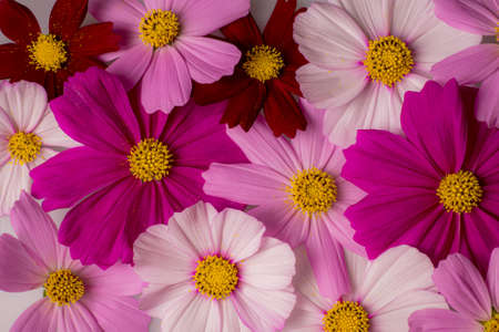A background image of colorful cosmos flowersの写真素材