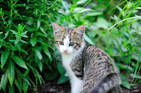 A young kitten domestic cat outdoors in the garden の写真素材