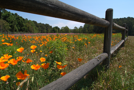 Field of flowers with wood fence and blue sky on South Carolina island.の写真素材