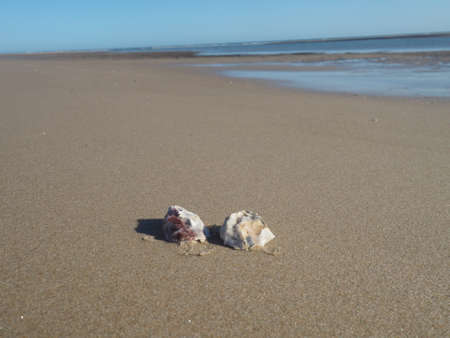 Parajuru - Beberibe-CE - Brazil, seashells on the beach