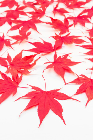Red Acer leaves in autumn isolated on white backgroundの写真素材
