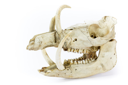 Skull of wild boar showing jaws with large teeth isolated on white backgroundの写真素材