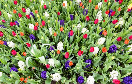 Flowers field with various colored flowers like red orange tulips and blue white hyacinthsの写真素材