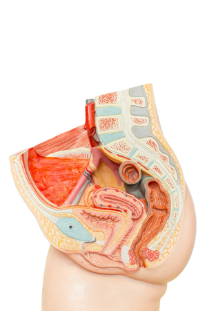 Human female reproduction organs for education isolated on white backgroundの写真素材