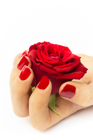 Red rose in female hand with red nails isolated on white backgroundの写真素材