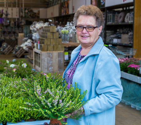 Senior dutch woman buying heather in garden shopの写真素材