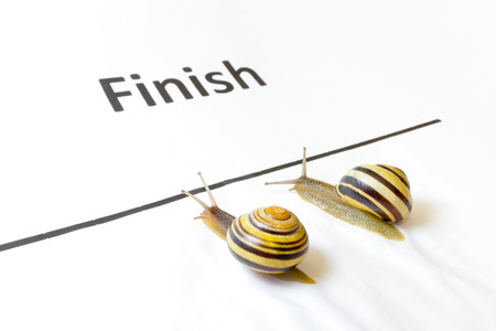 Two snails sliding to finish on white paper together side by sideの写真素材