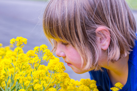 Young dutch girl smelling yellow flowers in summerの写真素材