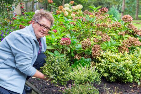 Senior european woman planting heather in gardenの写真素材