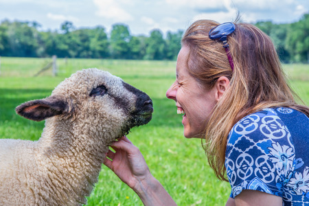 Caucasian woman and sheep heads together and fondle the farm animalの写真素材