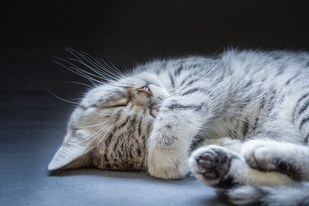 Young black silver tabby cat lying lazy and sleepy isolated on grey black backgroundの写真素材