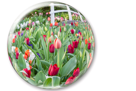Crystal ball reflecting red tulips flowers isolated on white backgroundの写真素材