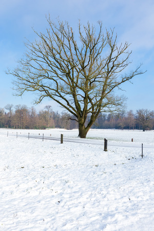 Landscape with snow in winter  bare oak tree and blue skyの写真素材