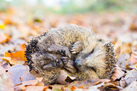 Curled up hedgehog lying and sleeping on autumn leavesの写真素材